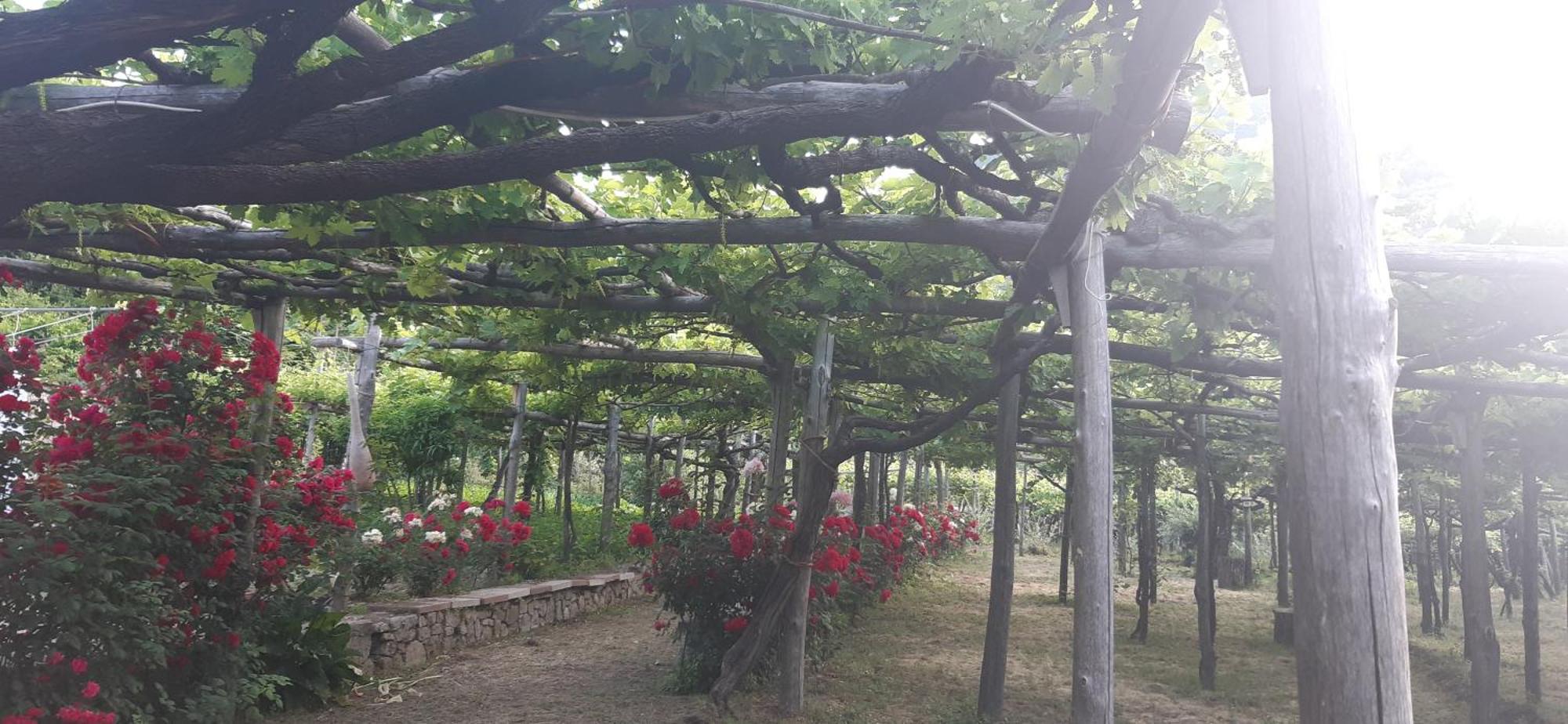 Agriturismo Mare E Monti Tramonti Luaran gambar